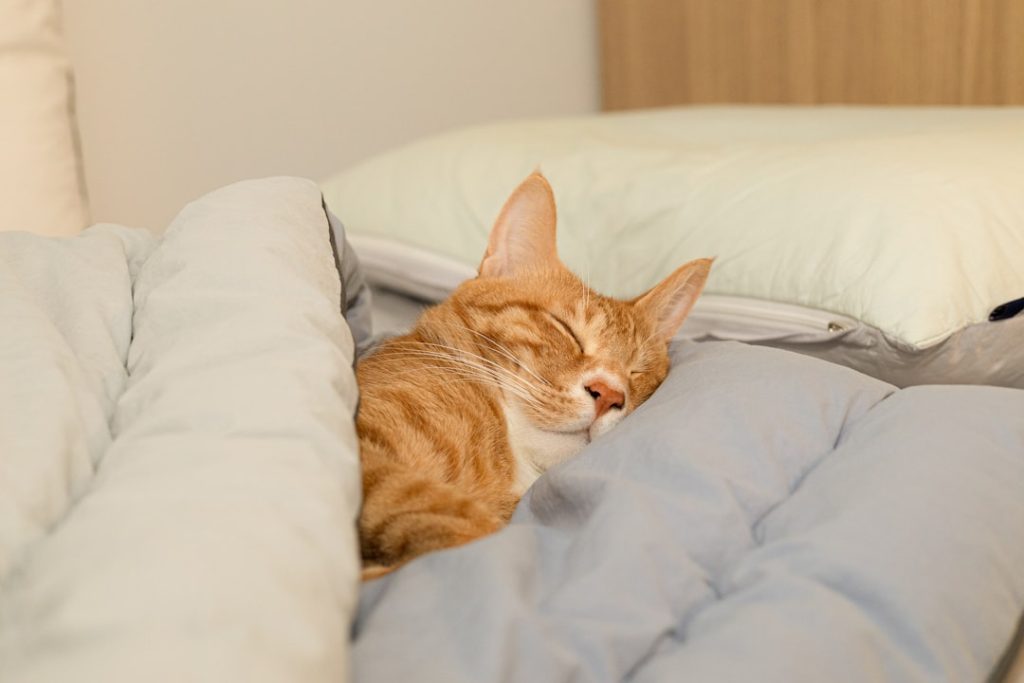 Heerlijk slapen: tips en stappen als je niet kan slapen